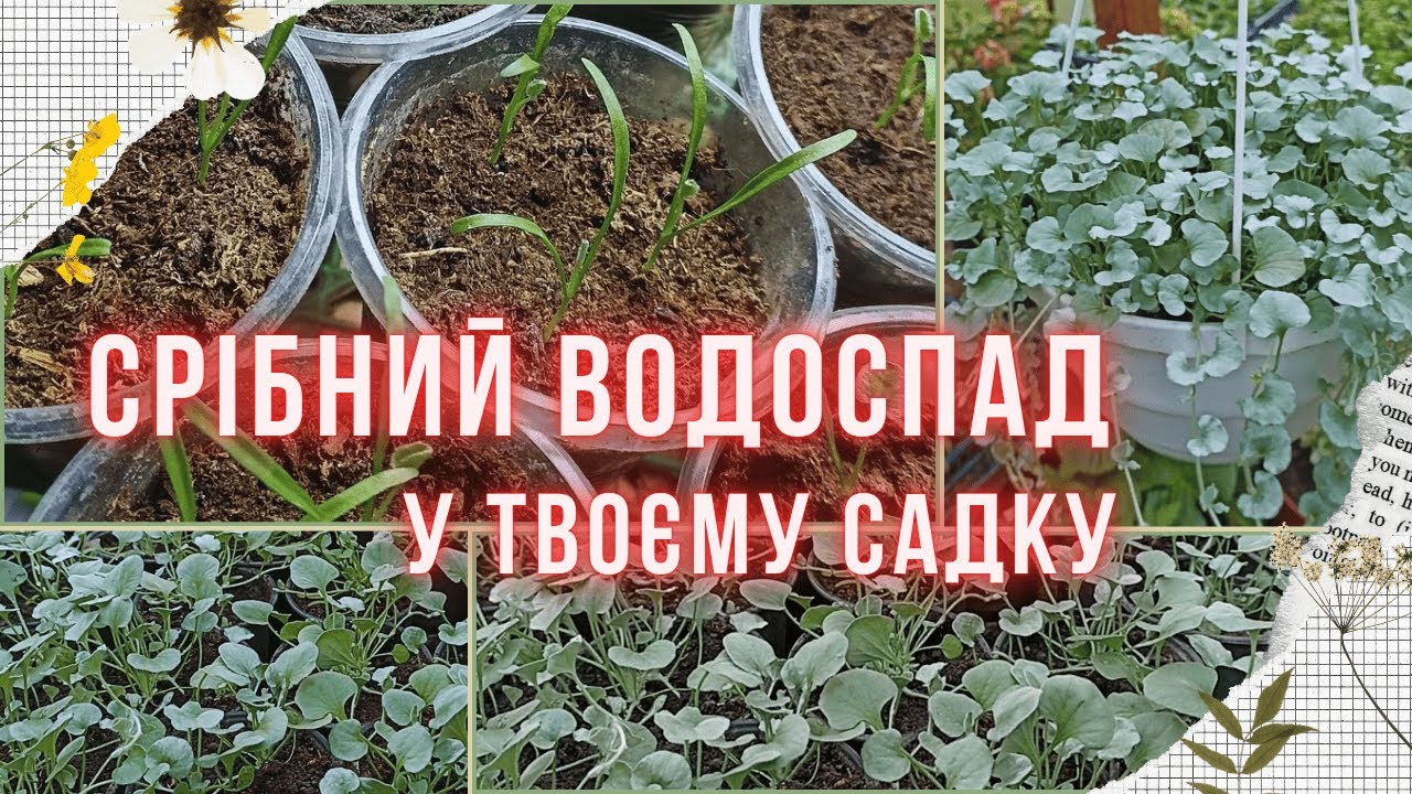 ДІХОНДРА: всі нюанси в одному відео! Від насіння до готових кашпо. Dichondra Silver Falls
