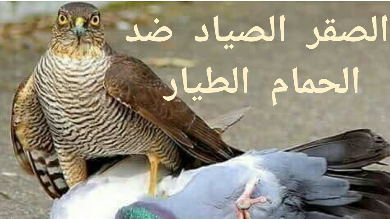 الصقر الصياد ضد الحمام الطيار. التحدي الأكبر