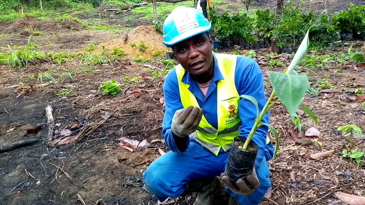 Culture de la banane plantain : Comment planter le PIF de façon efficace et efficiente ?