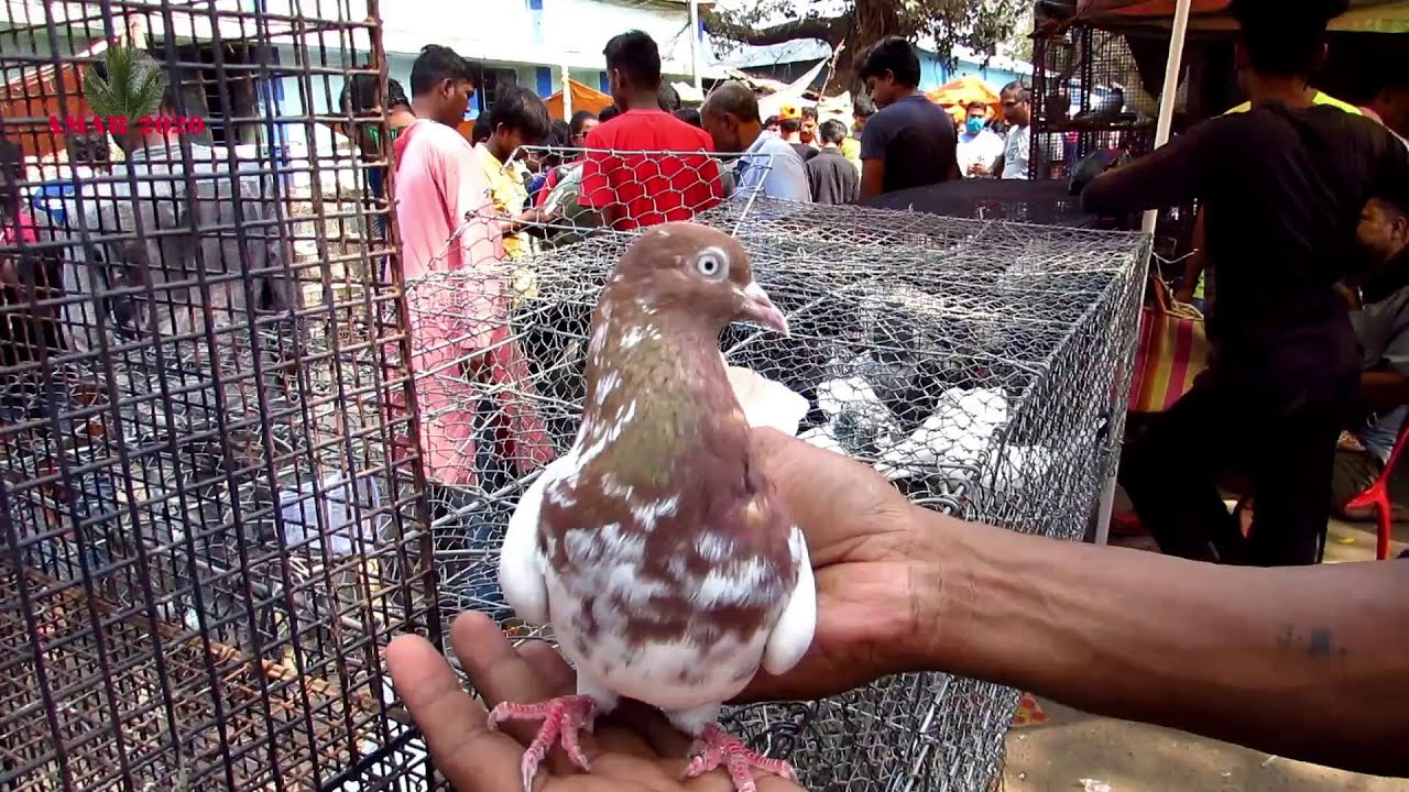 GALIFF STREET PIGEON MARKET KOLKATA INDIA | HIGH FLYING PIGEON PRICE | 7TH MARCH 2021 VISIT PART 2