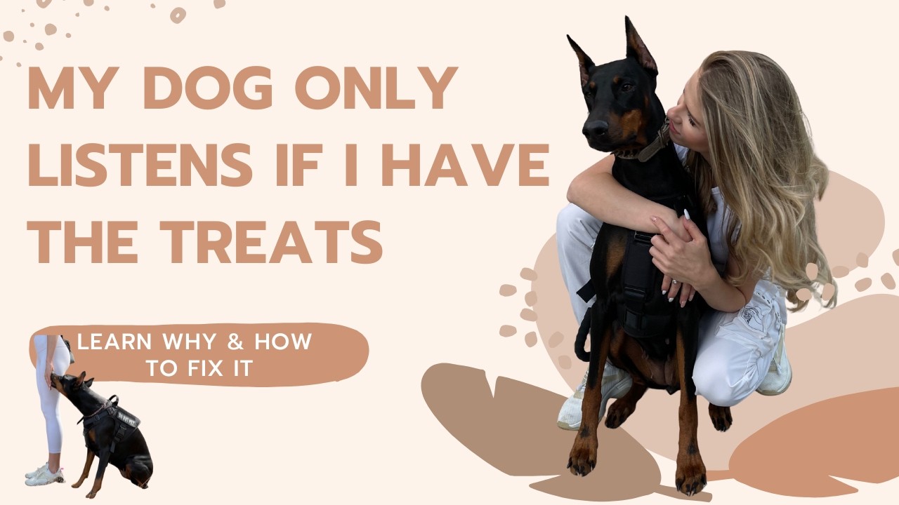 My dog only listens if I have the treats | Learn why & how to fix or avoid it