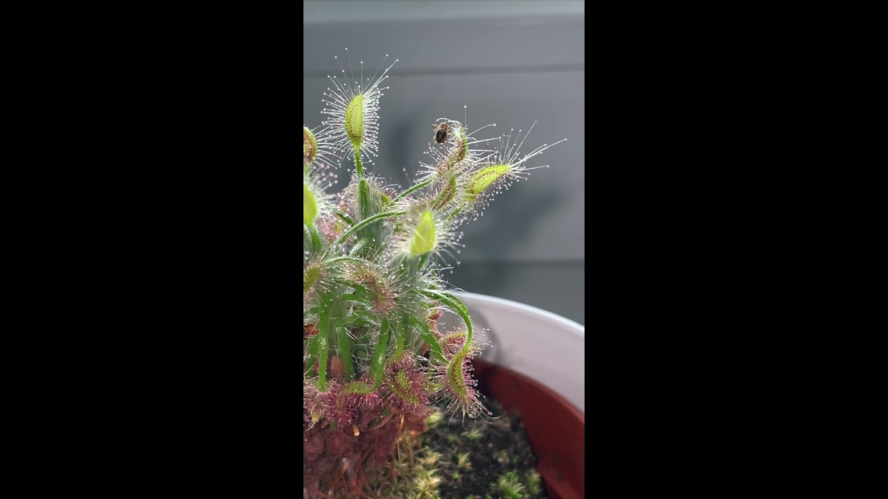 feeding a spider to drosera scorpioides