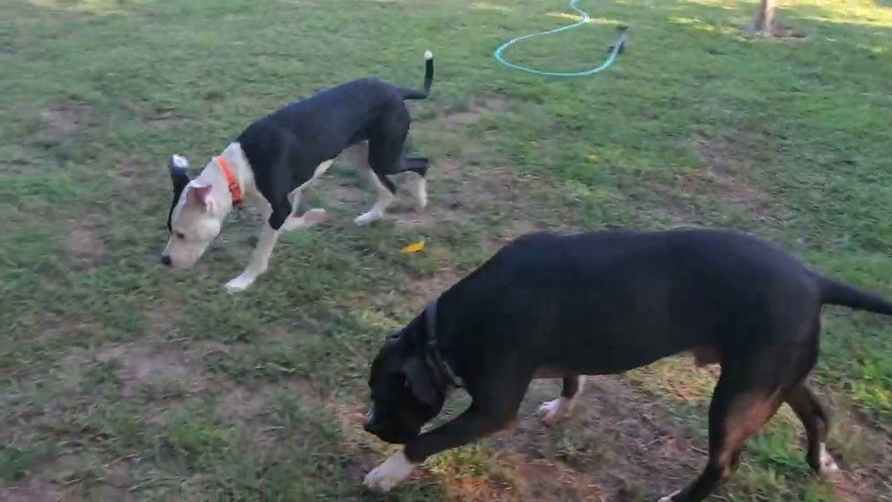 Benny & Moose