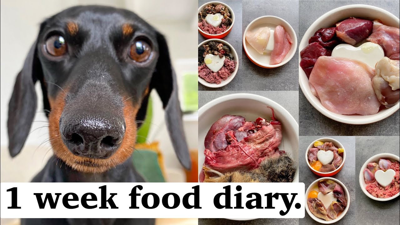 Mini Dachshunds on a raw diet.