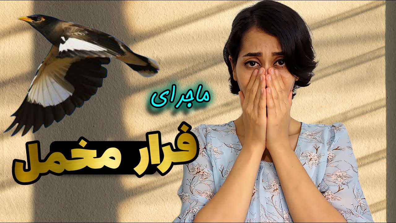 ولاگ فرار مرغ مینا/ خاطره فرار مخمل🥺