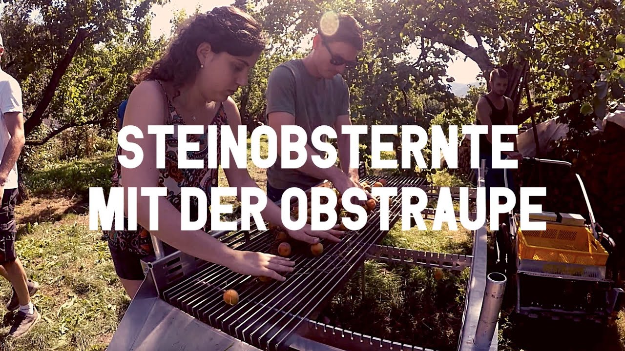 Nie wieder R&uuml;ckenschmerzen - der erste Obstsammler f&uuml;r Steinobst bei der Ernte der Wachauer Marillen