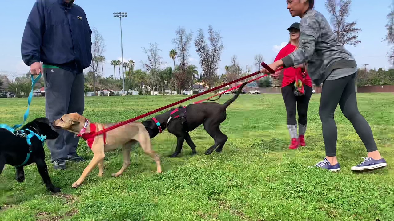 Puppy Socialization Class