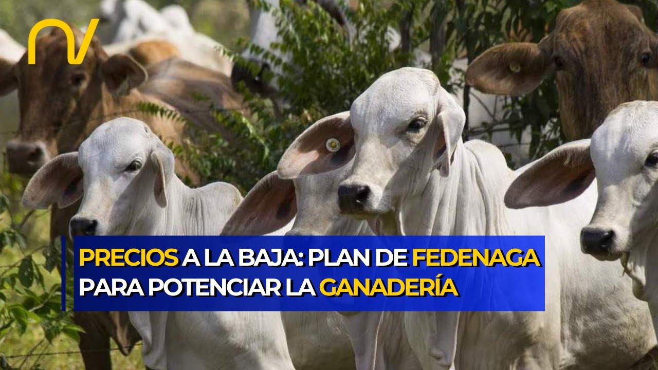 Carne y pollo bajan de precio mientras Fedenaga propone alianza para potenciar la ganadería