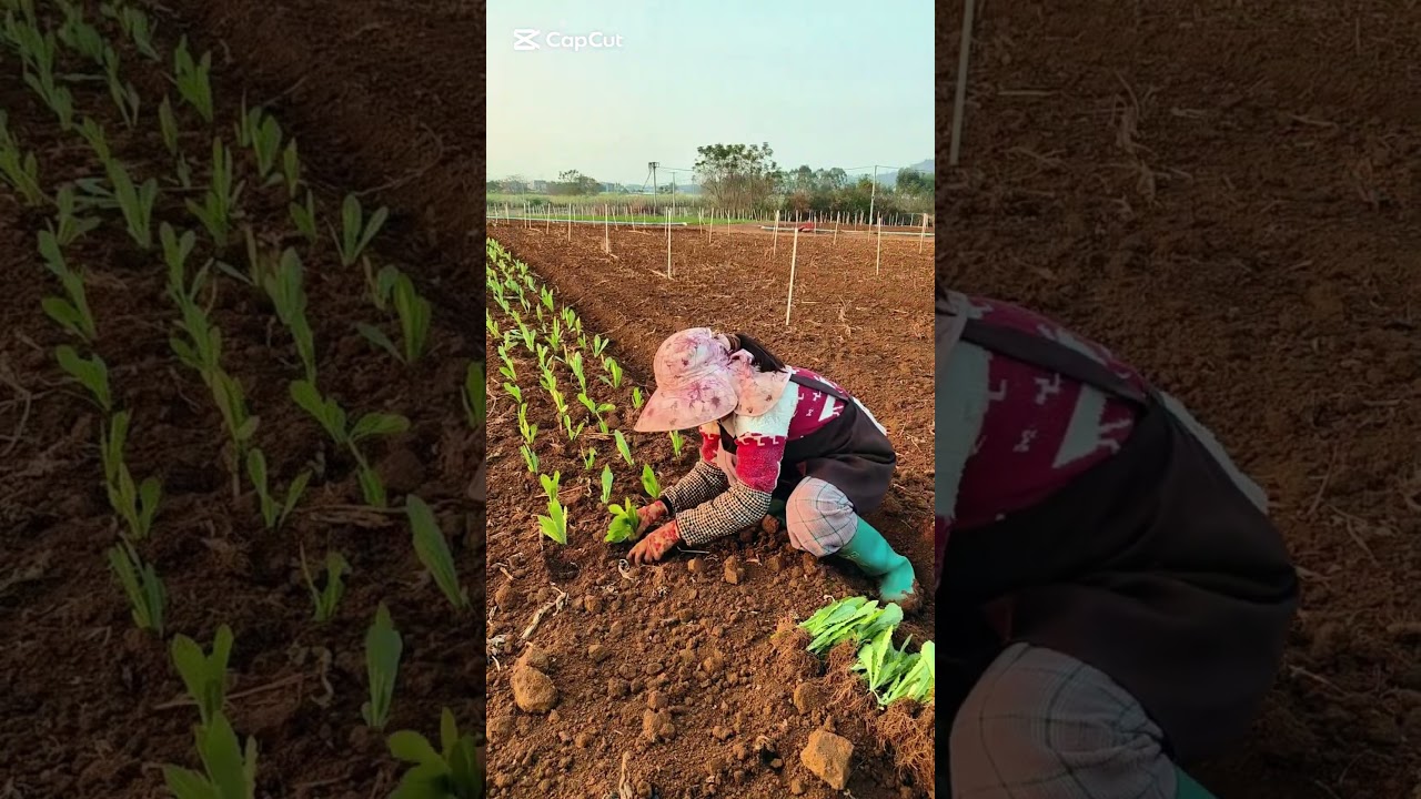 Cabbage seedling transplanting process #satisfying #farming