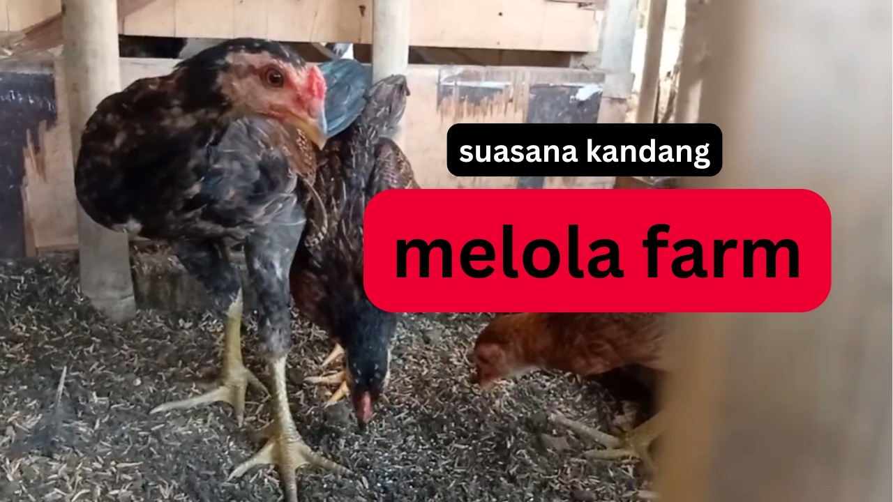 Ayam betina masih malu-malu, masa pacaran ayam
