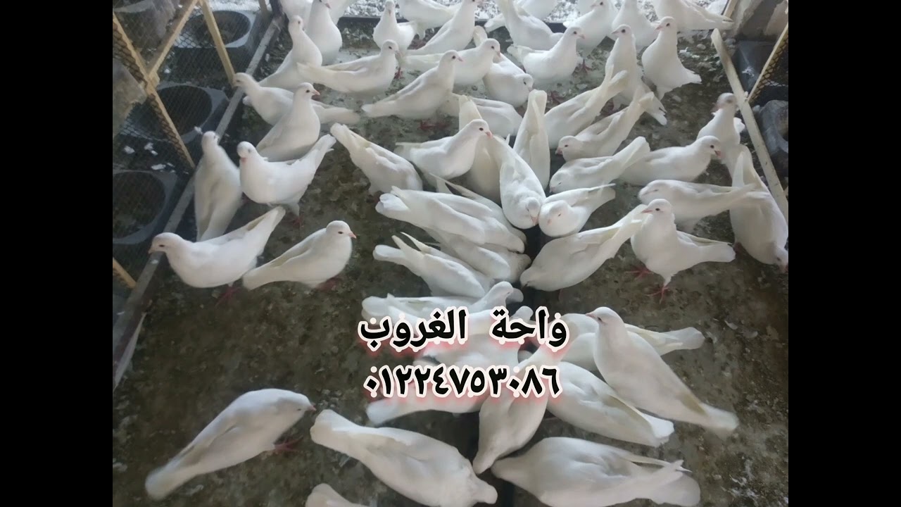 اغرب موقف فى مزرعة حمام لاحم
