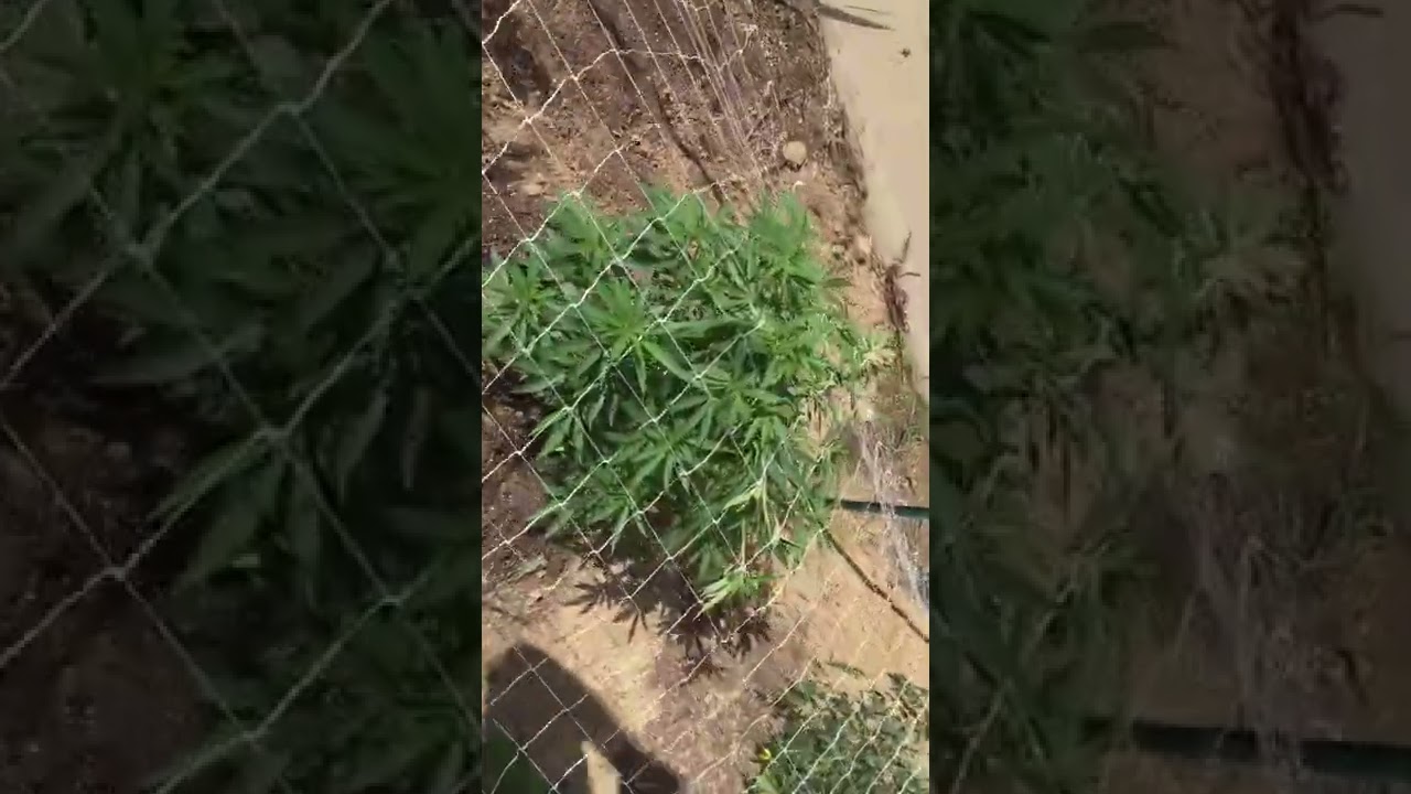 Outdoor scrog net installing
