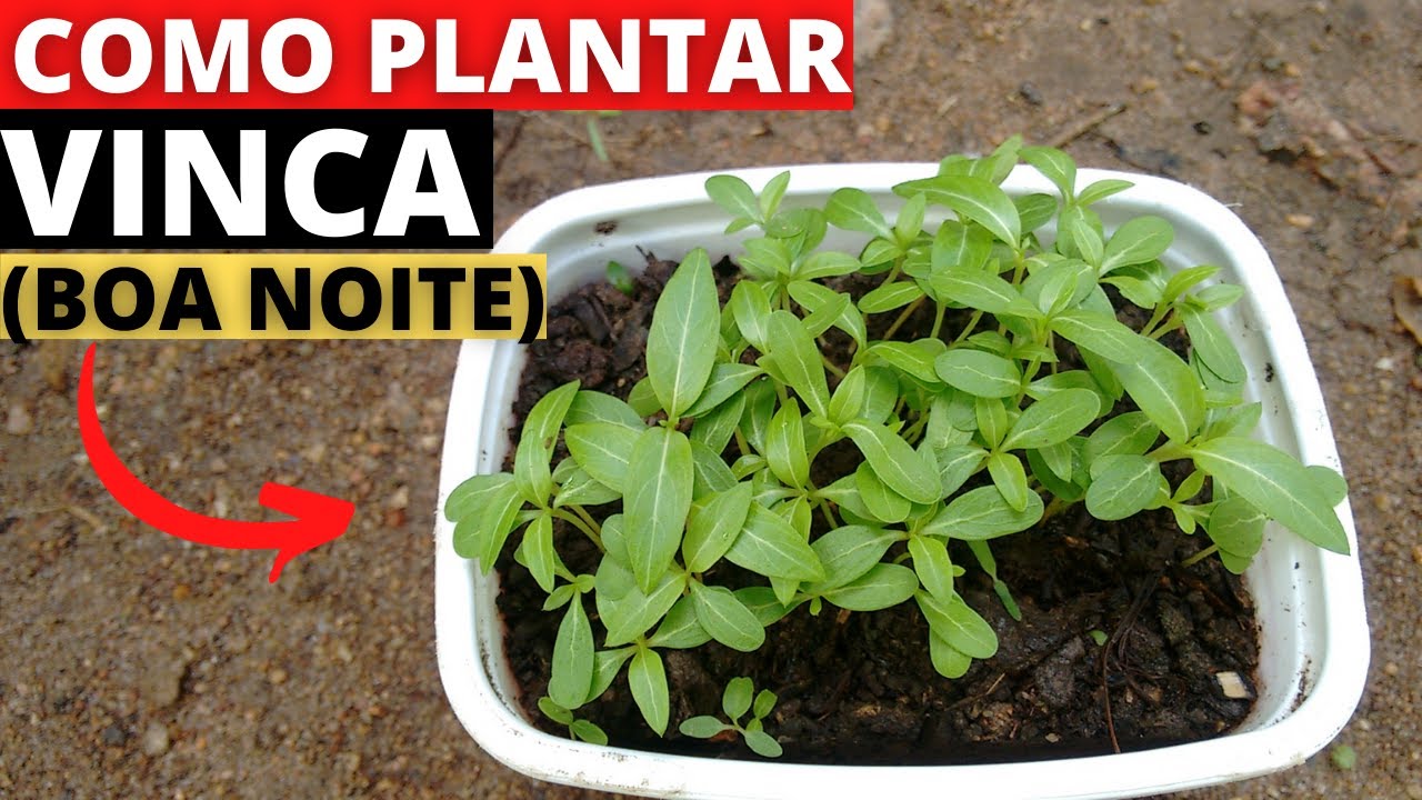 Como plantar vinca por semente