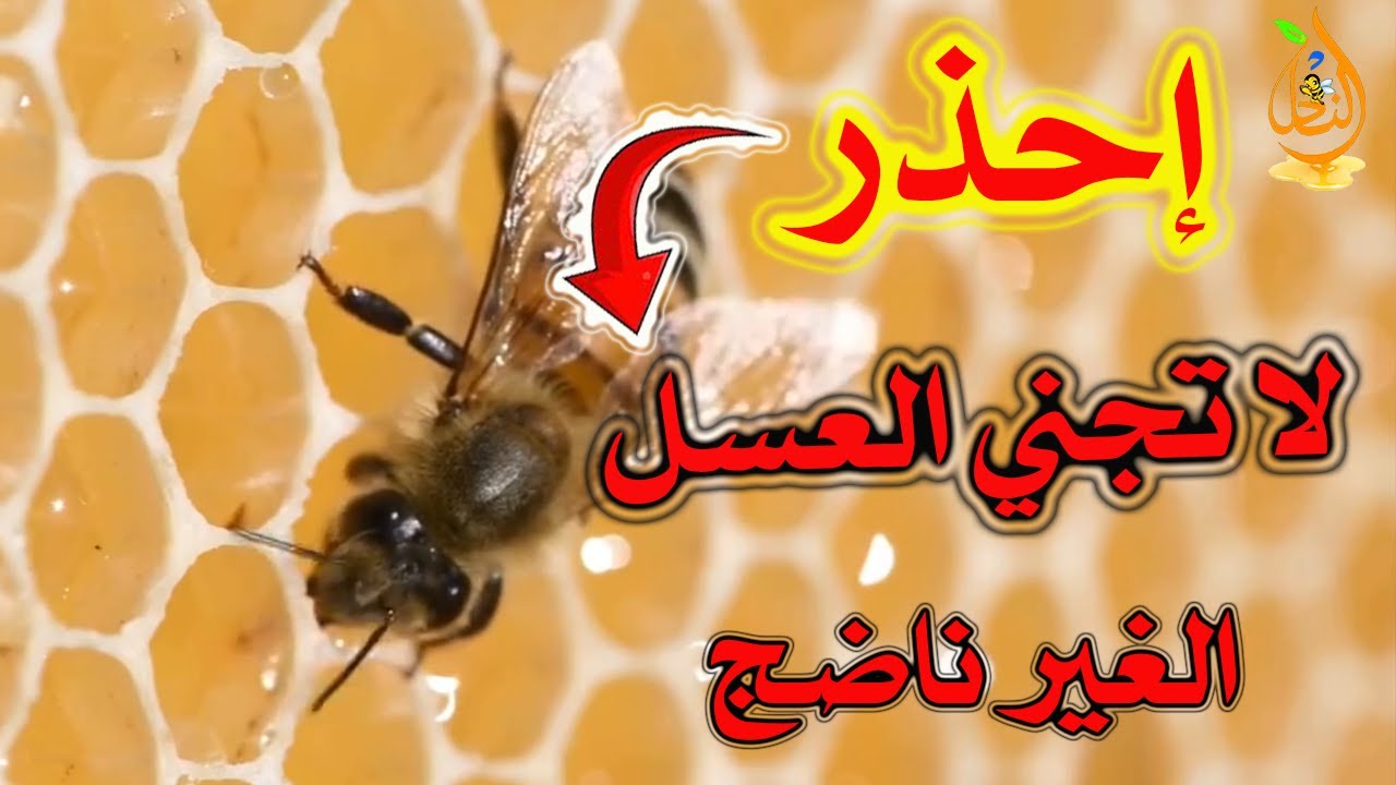 ماذا يحدث عندما نجني العسل وهو غير ناضج؟ علامات العسل الجيد!