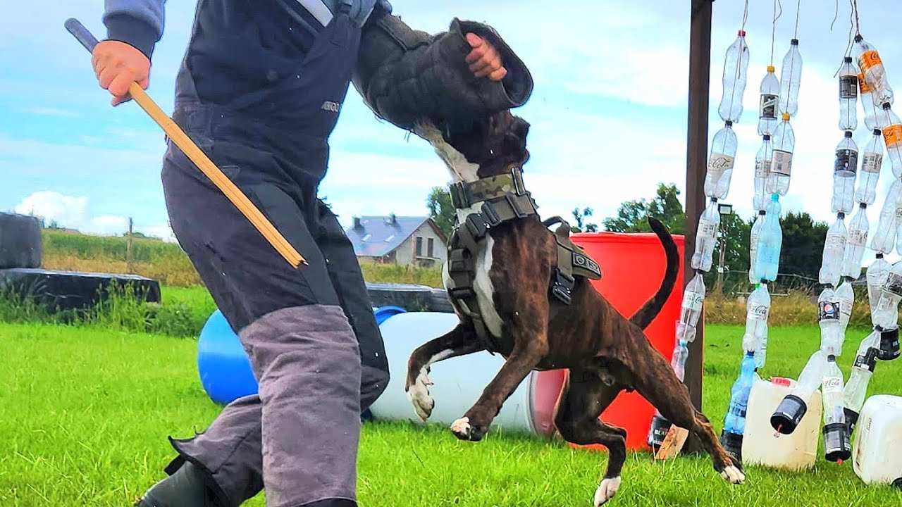 Bokser Bruno, 2,5 roku, obrona przewodnika, fast furious and funny. 9 sierpnia 2023