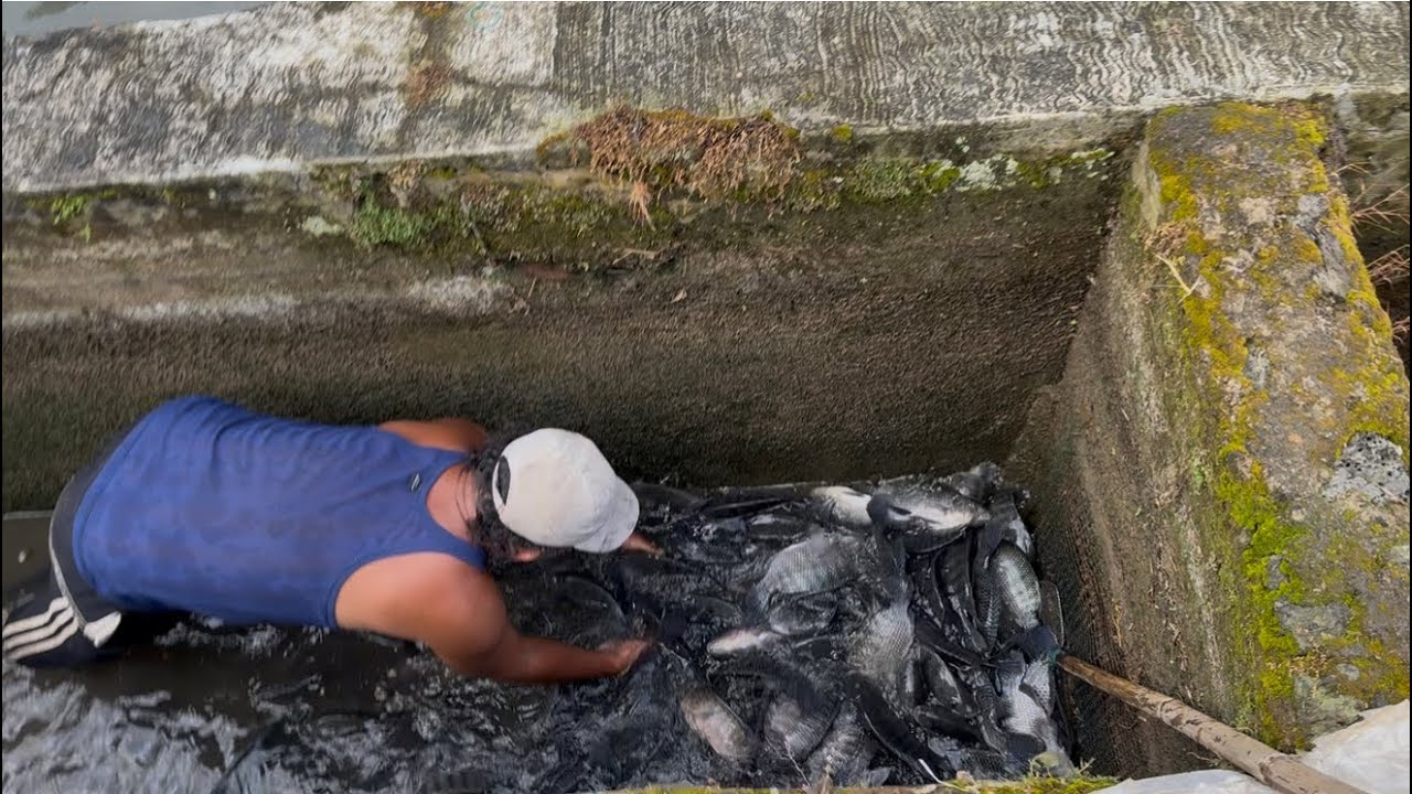 PANEN IKAN NILA DISELOKAN KECIL ISINYA JUMBO-JUMBO SEMUA