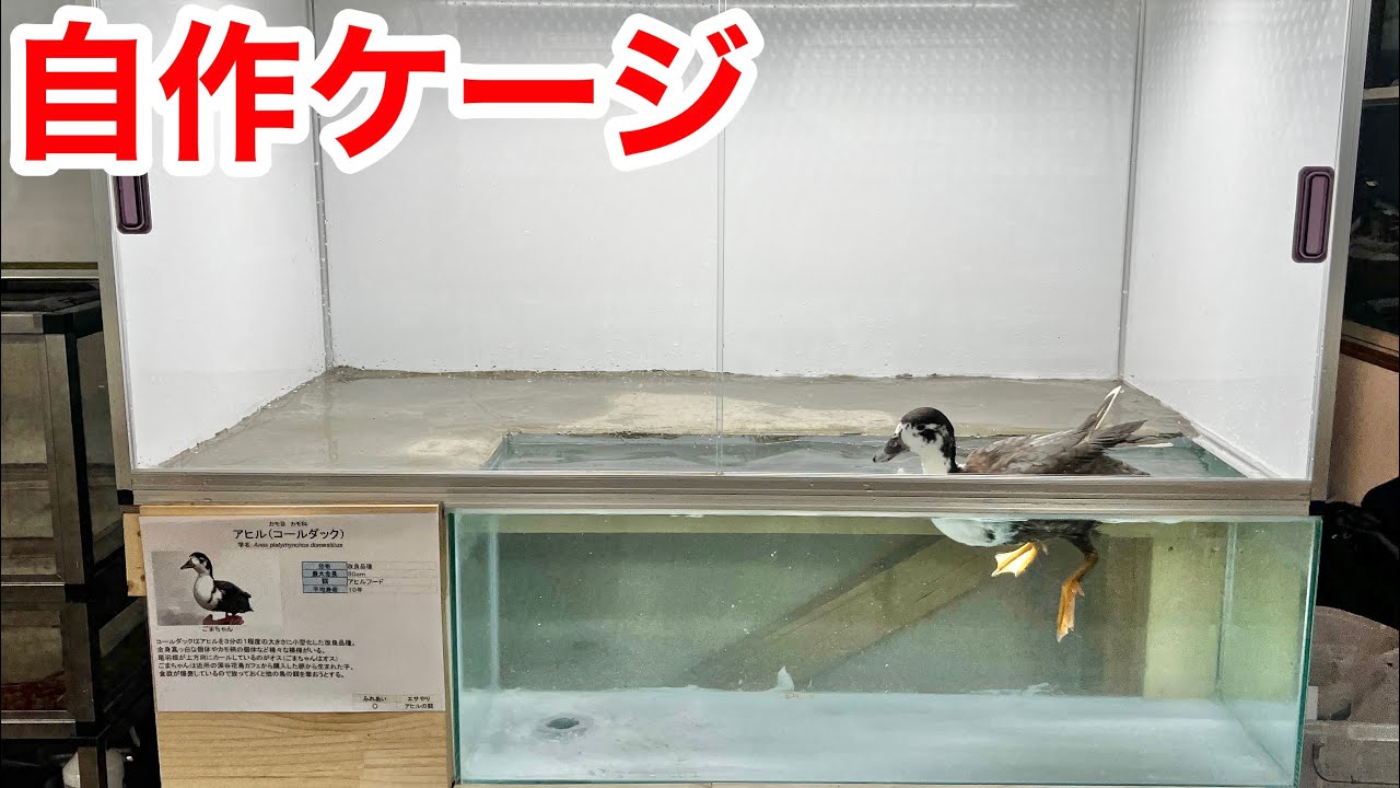 アヒルのバタ足を横から観察出来るケージを作りました