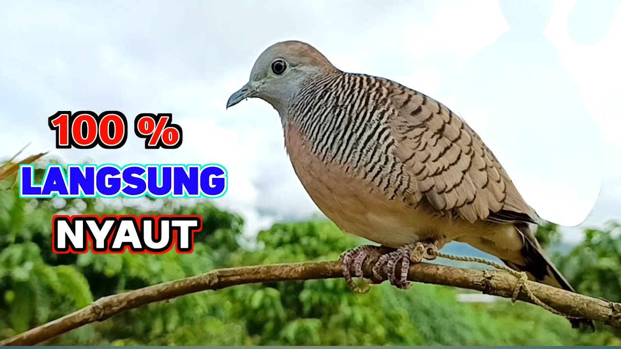 Suara Burung Perkutut Pikat Gacor Asli Pengundang Bunyi 