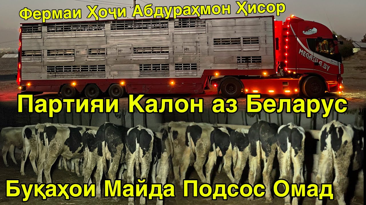 ДИНА БЕГАҲ АЗ БЕЛАРУС ПАРТИЯИ КАЛОН БУҚАҲОИ ПОДСОС ФЕРМАИ ҲИСОР ШАРОРА 13 ноября 2025 г.