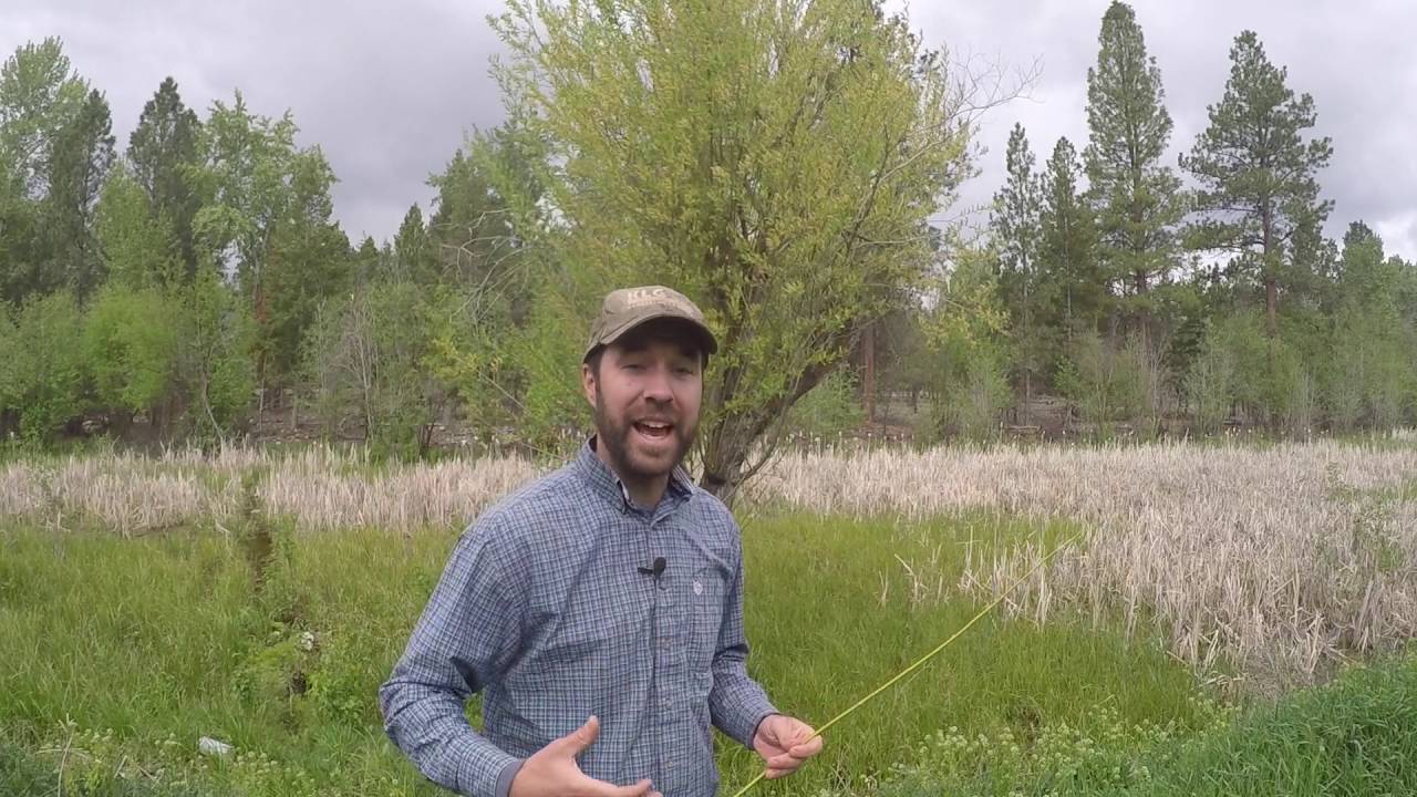 ABC acres: Rooted in Nature: Willow Hormone Water - episode #028