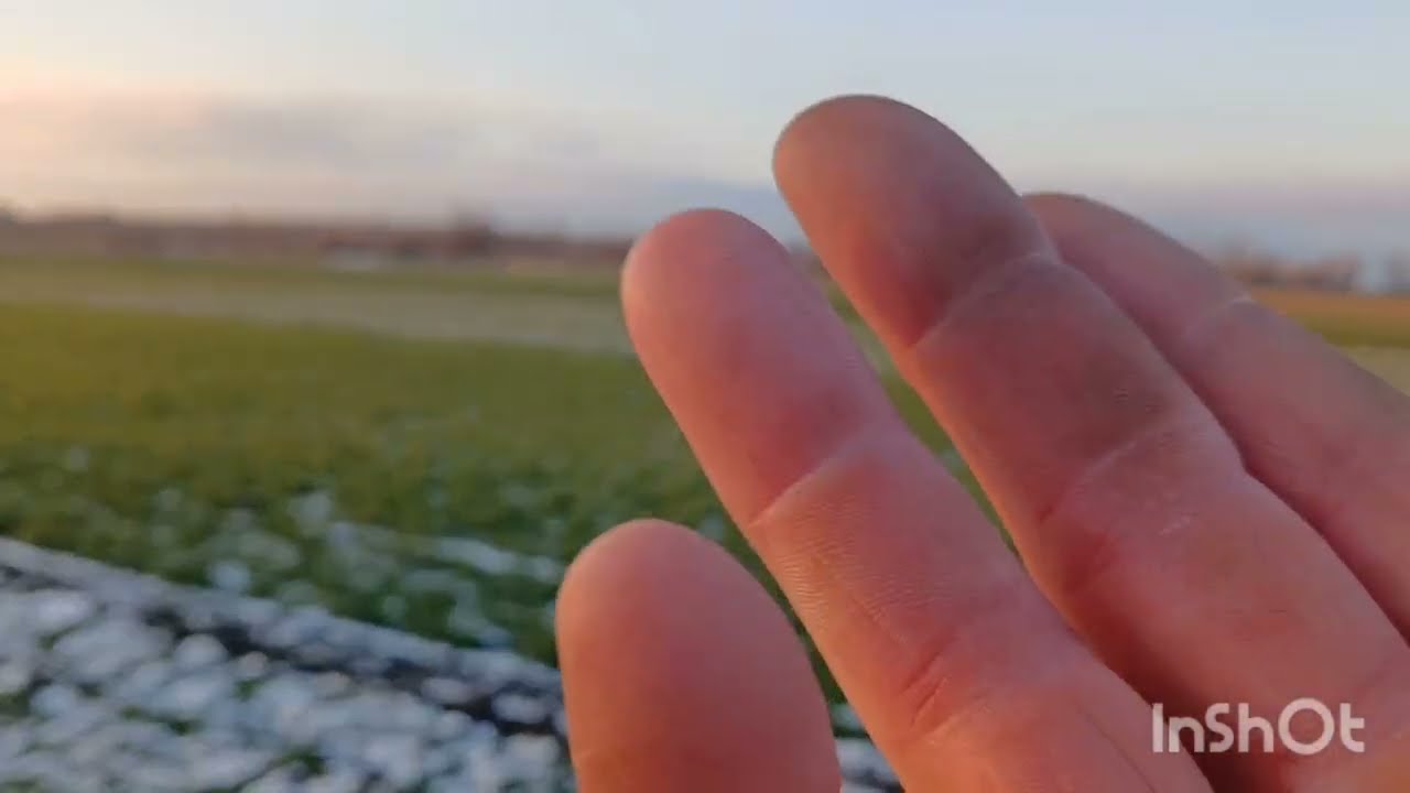 19.01.26. Приморожені пшениці від 'Viterra Seed''. Тяжкий стан озимих без снігового покриву.
