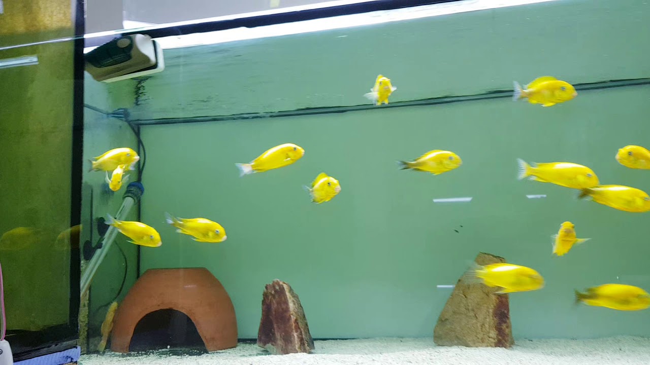 Tropheus kriza gold