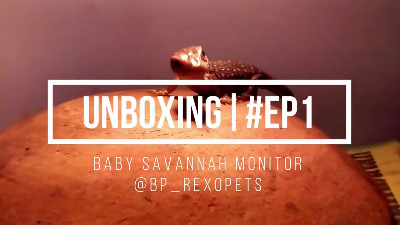 UNBOXING SAVANNAH MONITOR#EP1