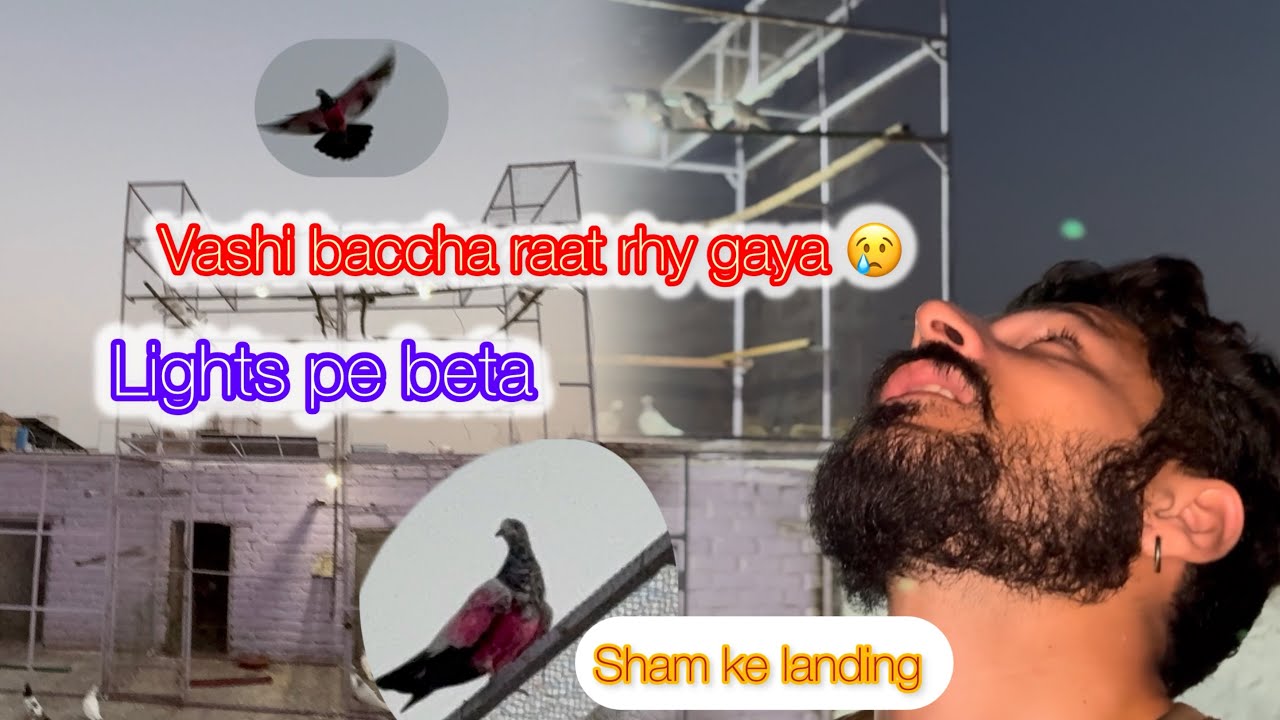 Bacha raat Raha Gaya😢 #pigeon #kabootar #vilogpigeon #birdspecies #kabutarbazi