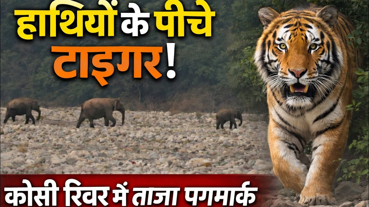 कोसी रिवर पर हाथियों के पीछे-पीछे चला टाइगर 🐅 | सुबह मिले ताजा पगमार्क | 
