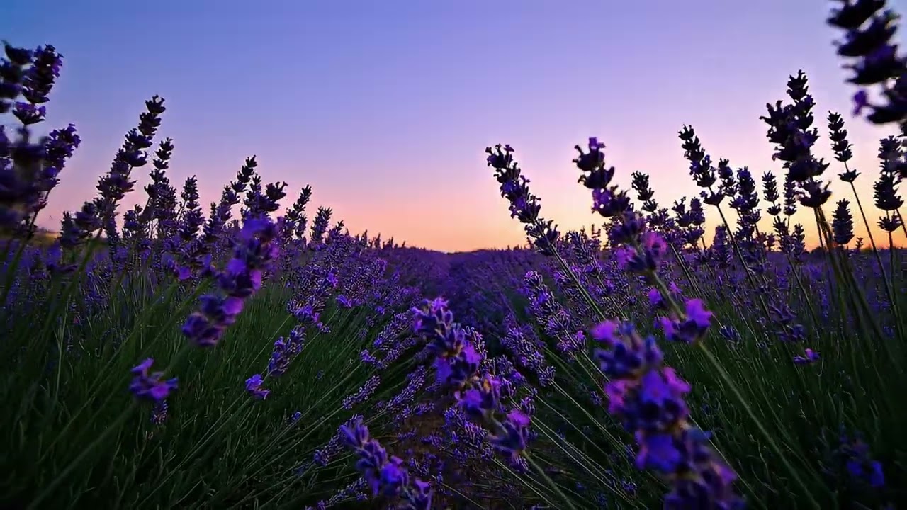 Lavender Drift: Ambient Soundscape for Relaxation