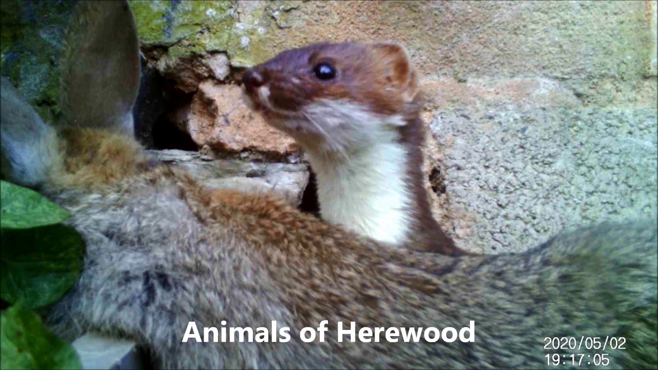 Jill Stoat Kills Bugs Bunny in Murder in Herewood Trailer - Animals in Herewood