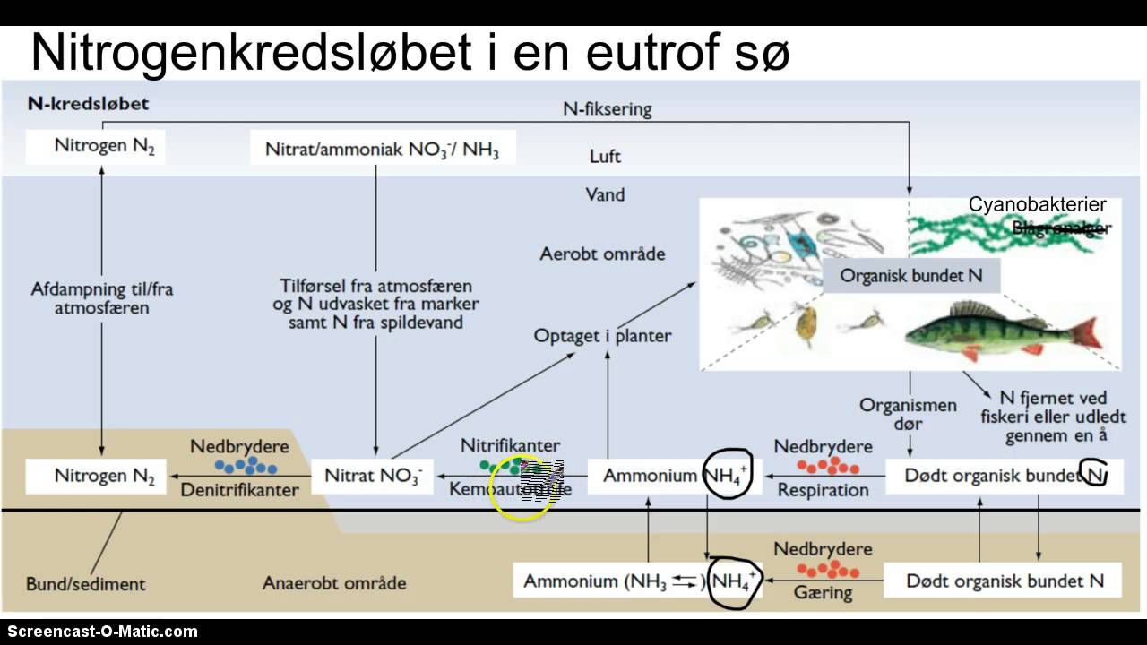 N-kredsløb i en sø