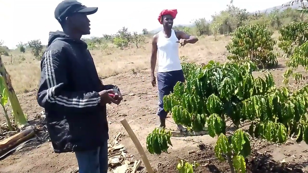 Je, unalima Kahawa? ZIFAHAMU HIZI SIRI MUHIMU (Mafunzo ya vitendo kwa Wakulima - FARM VISIT PART 2)