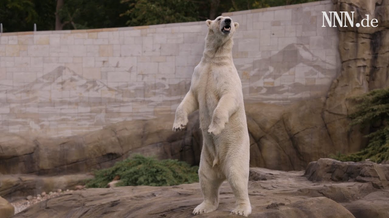 Polarium im Rostocker Zoo ist eröffnet