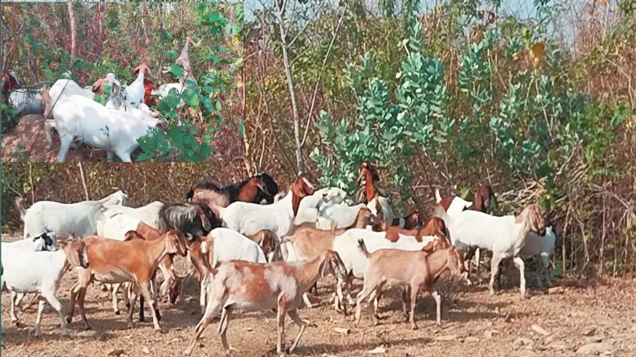 FUN GOATS Time Eats in the forest