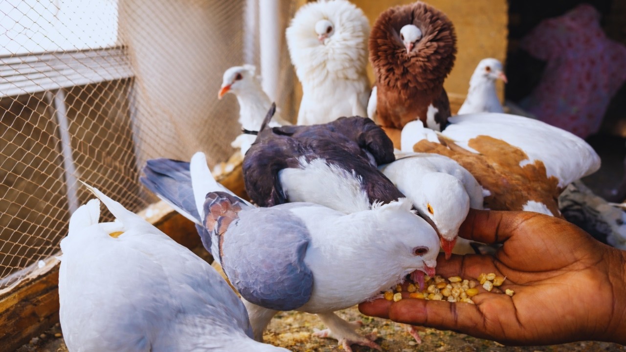 How to Tame Your Pigeons Building Trust Through Daily Feeding