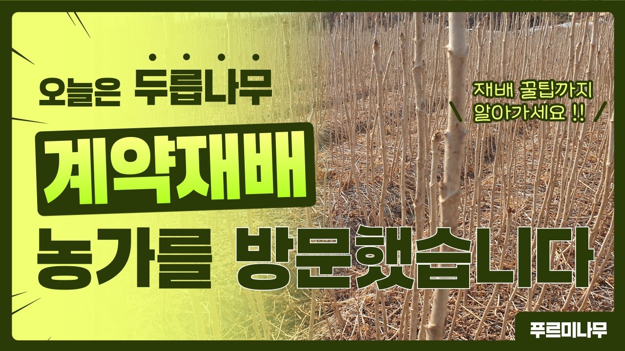 두릅나무 계약재배 농가를 방문했습니다 !! 두릅나무 재배 꿀팁까지 ✔