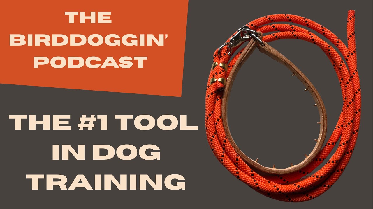 The #1 Tool In Dog Training | Birddoggin' Podcast S2E3