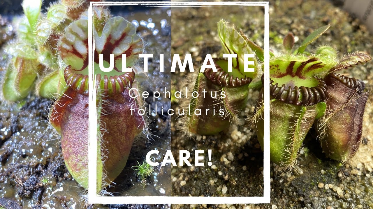 Ultimate cephalotus care guide!