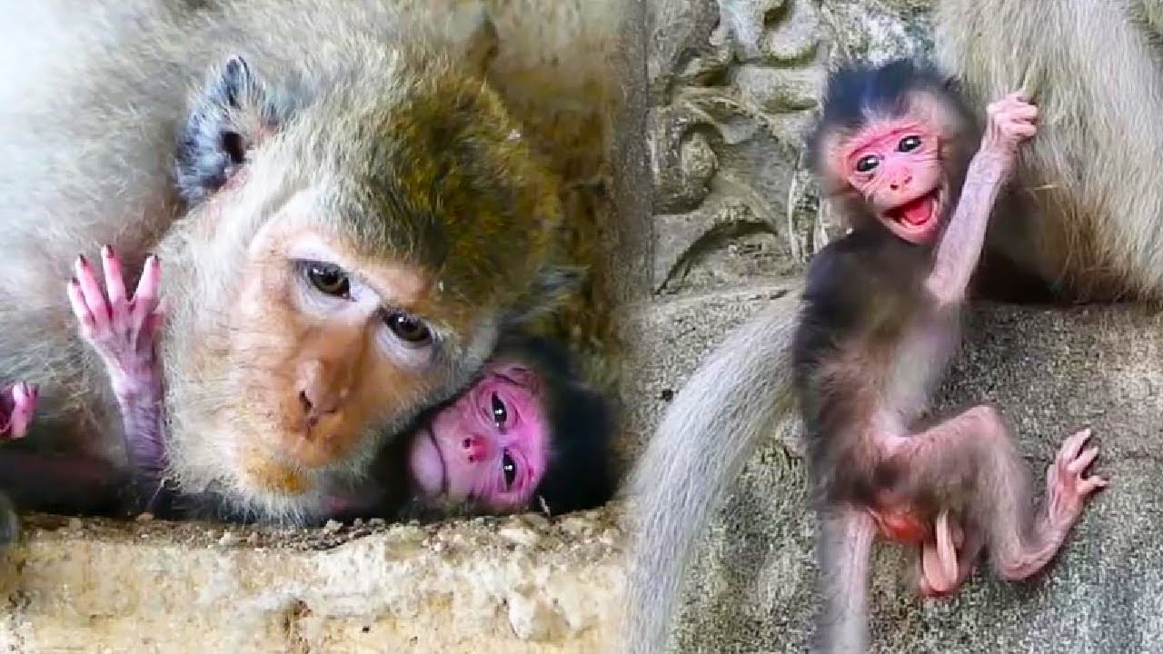 The mother monkey was exhausted and unable to take care of her baby monkey so she abandoned it.