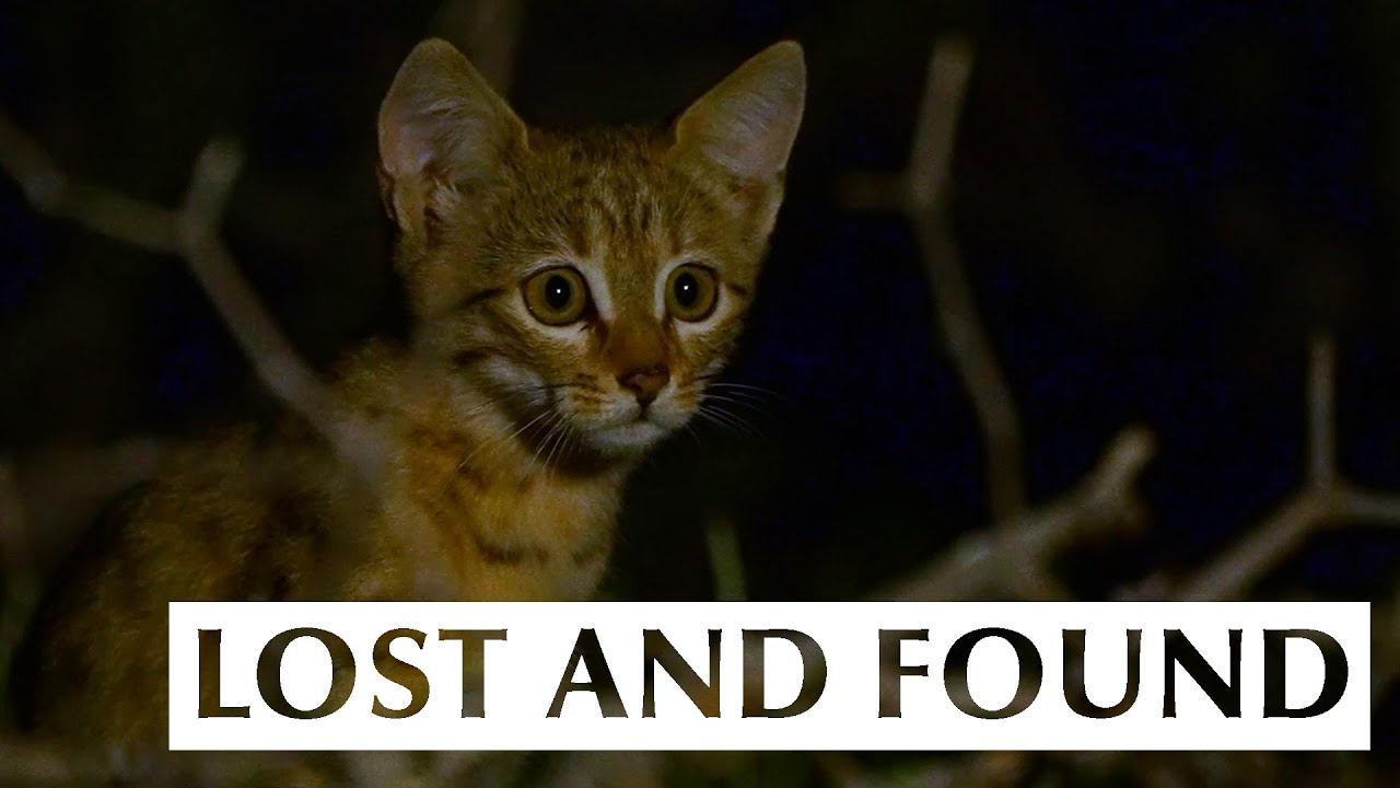 Home in a Bush: Indian Desert Cat | Wild Kittens of Rajasthan | @RoundglassSustain