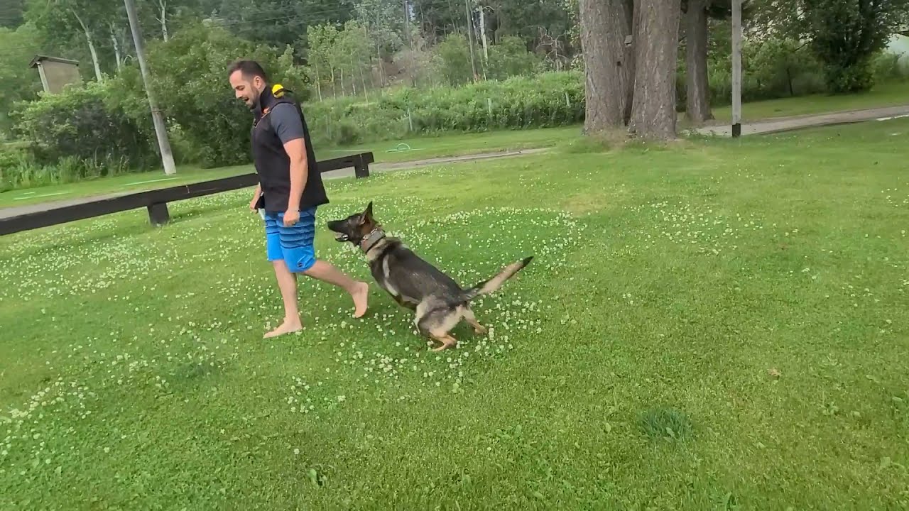 Training the Focused Heel - Reward Placement