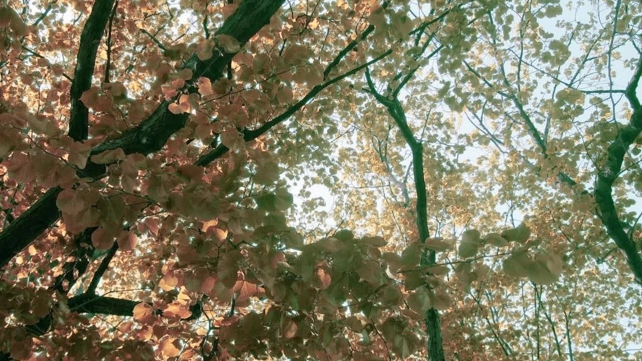 Pelion Mountain Greece Soft Piano Jazz Music Video