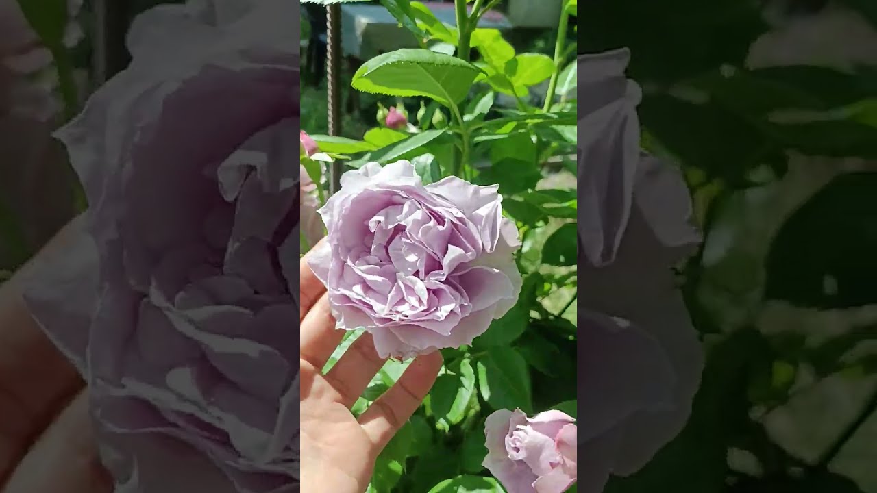ч.1-Троянди:Геркулес, Новаліс💙😍,Теракота, Хот Какао,Лавандер Айс,Лавандер Пінокіо 14.06.23р.