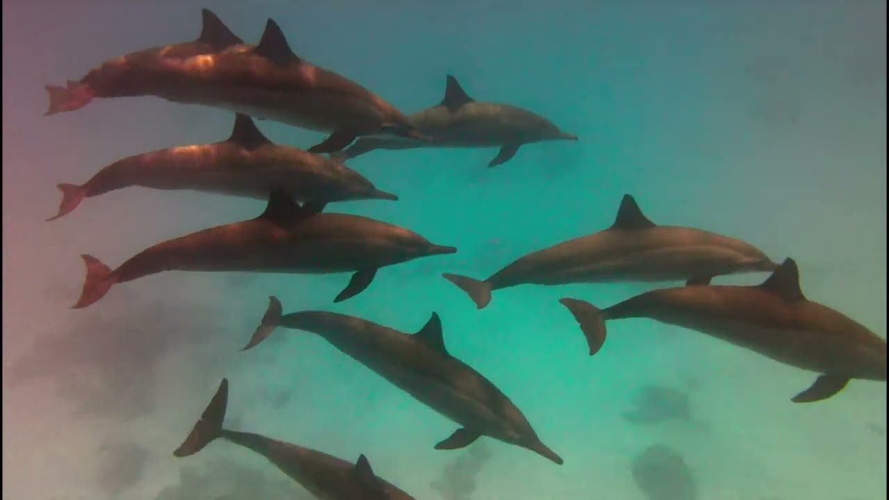 Snrokeling in Brayka Bay Marsa Alam