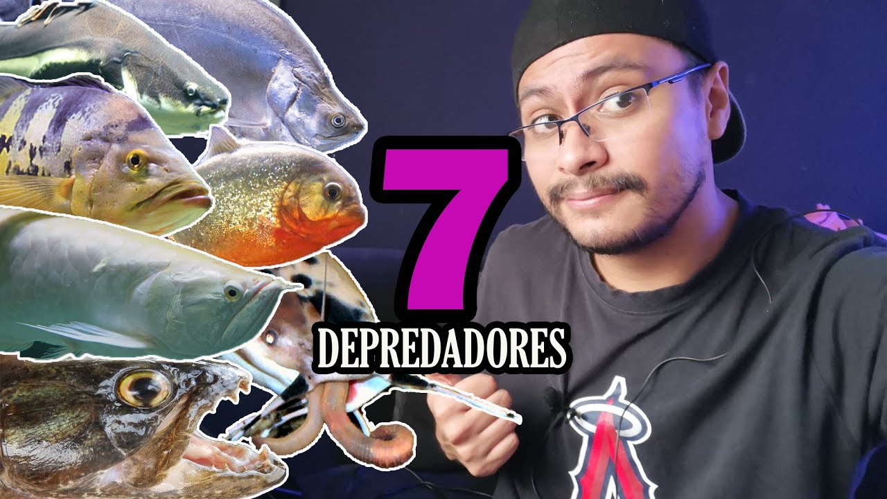 TOP 7 peces DEPREDADORES FÁCILES de cuidar