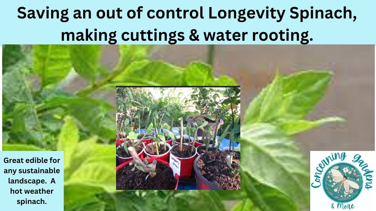 Free  Longevity Spinach plants, basics, making cuttings and water rooting the spinach. No more mess.