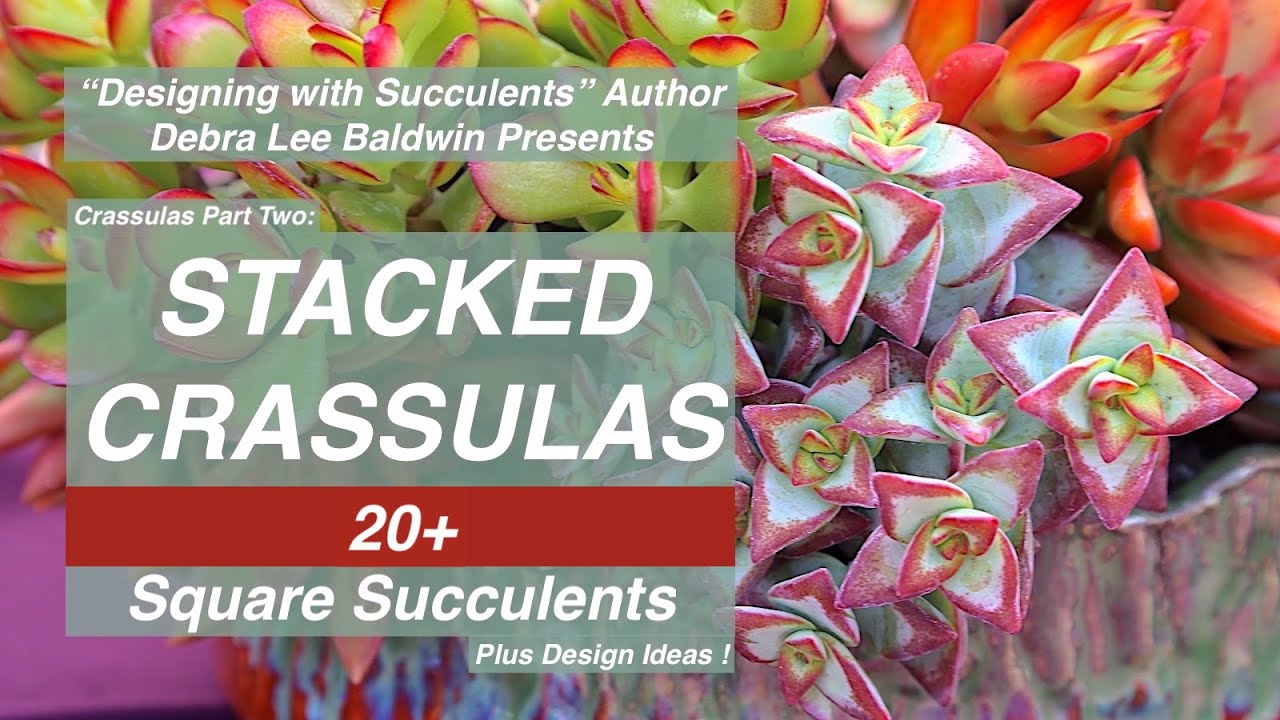 Stacked Crassulas: 20+ Square Succulents, Care, Propagation, Planting