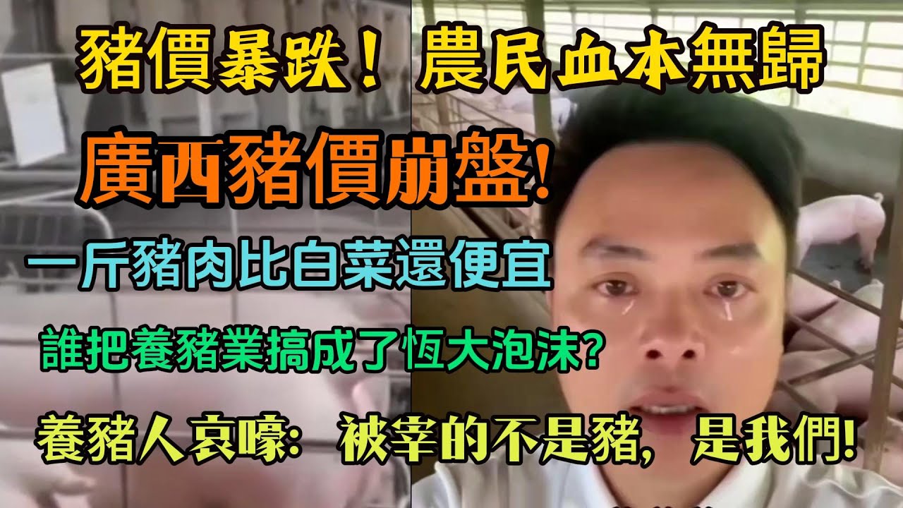 豬價暴跌！農民血本無歸，廣西豬價崩盤，一斤豬肉比白菜還便宜，養豬人哀嚎：被宰的不是豬，是我們！