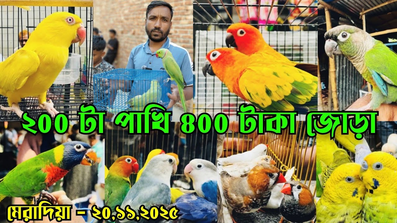 অবিশ্বাস্য টিয়া পাখি মেরাদিয়া পাখির হাট || Lovebird pakhi price in Bangladesh || Meradia pakhir hat